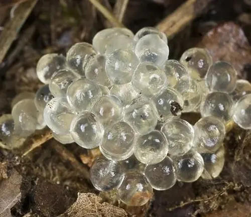 A cluster of small clear bubbles on the ground, part of "Black Slug" Reproduction.