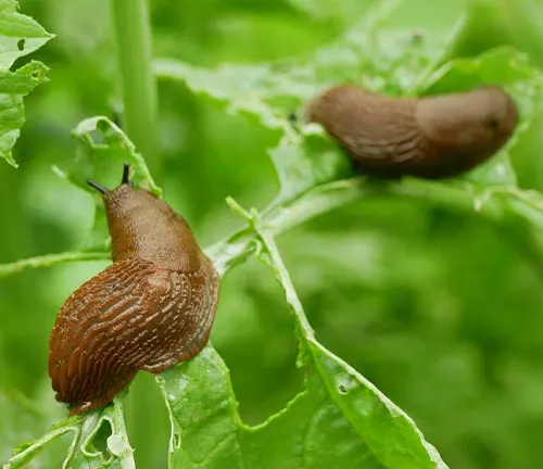  Two brown snails on a green leaf in a greenhouse.
