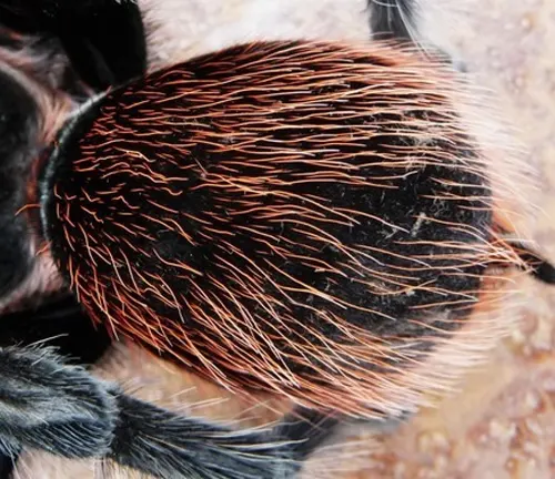 A close-up image of a Curly Hair Tarantula showing its unique curly hair and dark coloration.