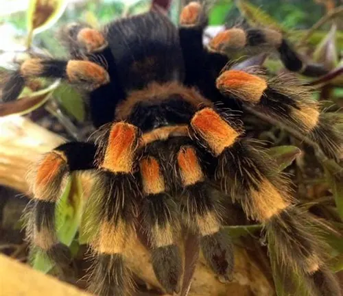 A Mexican Red Knee Tarantula with distinctive orange and black striped markings on its back.
