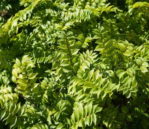 Sunlit, dense green fern leaves with intricate leaflet patterns