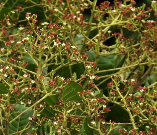 Dense cluster of small red and white flowers amid green leaves.