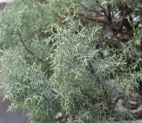 Close-up of a shrub with fine, needle-like gray-green leaves.