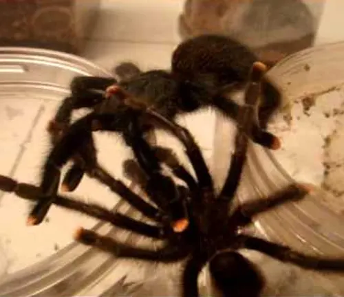 Pink Toe Tarantula: A close-up image showing the reproduction and lifecycle stages of a pink toe tarantula.