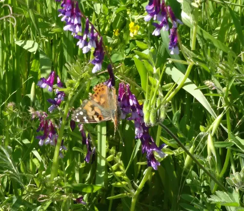 A "Painted Lady Butterfly" pollinating purple flowers in the grass.