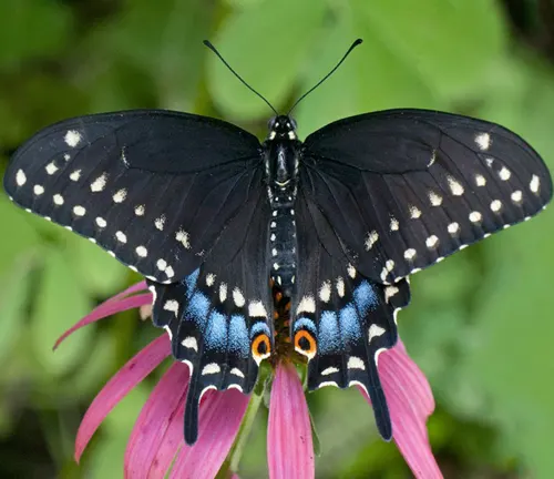 A black butterfly with blue spots perched on a pink flower, host plant for the Black Swallowtail Butterfly.