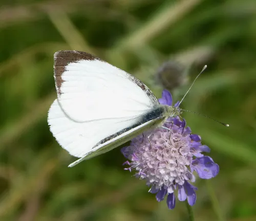 A large white butterfly with black spots on its wings feeding on a purple flower in the grass.