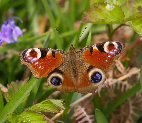 A Peacock Butterfly with large eyes and red and blue wings, blending in with its surroundings.