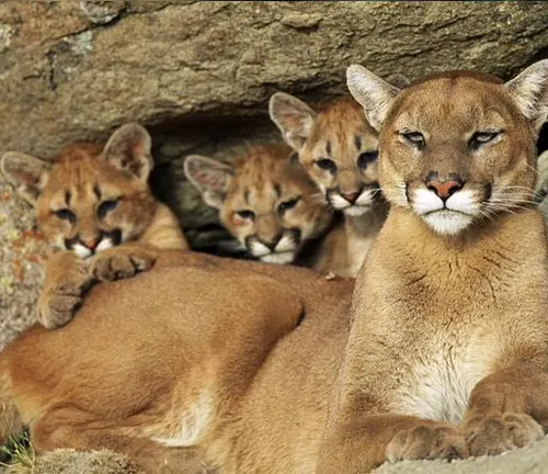 A mother cougar stands protectively over her two cubs, grooming one while the other playfully pounces.