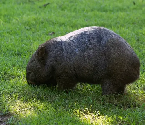 Wombat grazing in a field, surrounded by grass and bushes.
