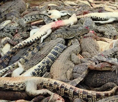 A pile of Saltwater Crocodiles lying on the ground, highlighting the issue of poaching.