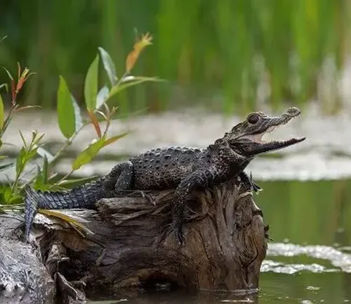 A massive alligator calmly floats in the water, displaying the behavior of a "Black Caiman Crocodile".