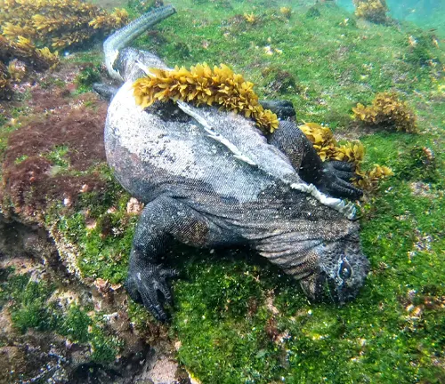 A marine iguana feeding on rocks.