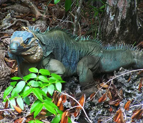 An iguana sitting in the woods near plants. Threats to Blue Iguanas "Blue Iguana".