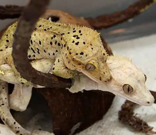 Two Crested Geckos stacked on top of each other, showcasing their vibrant colors and unique patterns.