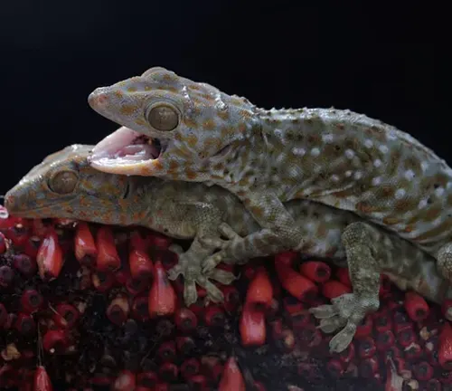 A Tokay Gecko perched on a branch, displaying its vibrant colors and distinctive patterns during mating behavior.