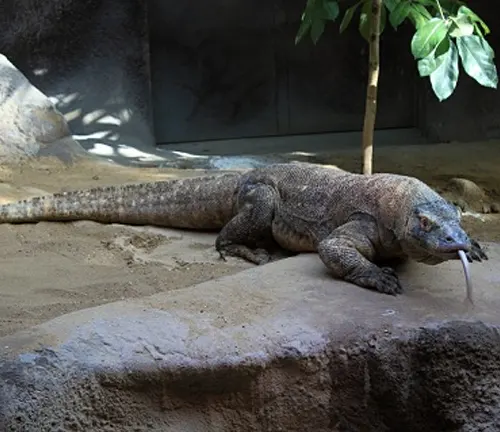 A "Asian Water Monitor" lizard perched on a rock in an enclosure, showcasing its impressive size.