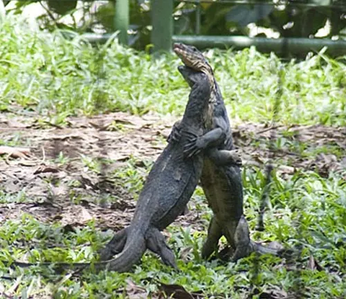 Two Bengal Monitor lizards engaged in a fierce battle in the grass.