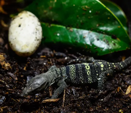 A small lizard sits beside an egg on the ground, representing the life cycle of a Mangrove Monitor.