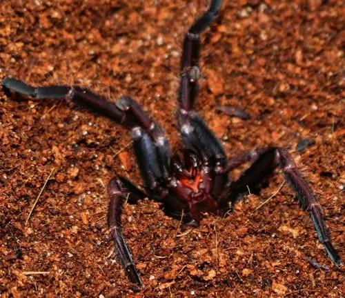 A spider with red and black markings on its back, known as the "Indian Violet Tarantula," displaying a threat posture.