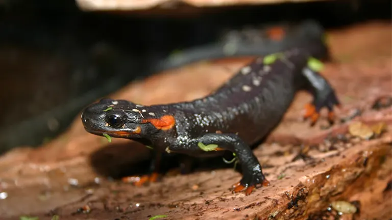 Taliang Knobby Newt