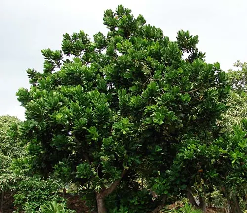 Thick, glossy-leaved green tree in a lush environment.