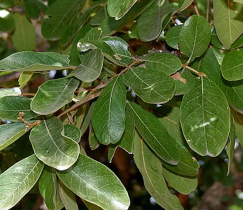 Soapberry Tree - Close-up of dark green, oval-shaped leaves on a tree.