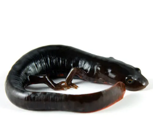 A dark Chinese Fire Belly Newt in a curled position on a white background, with a red underside visible.