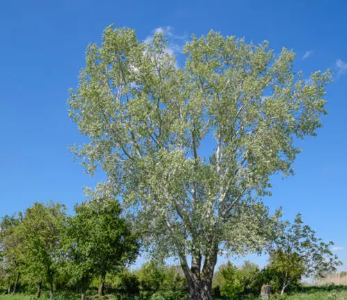 A robust tree with delicate white leaves under a bright blue sky in a lush field.
