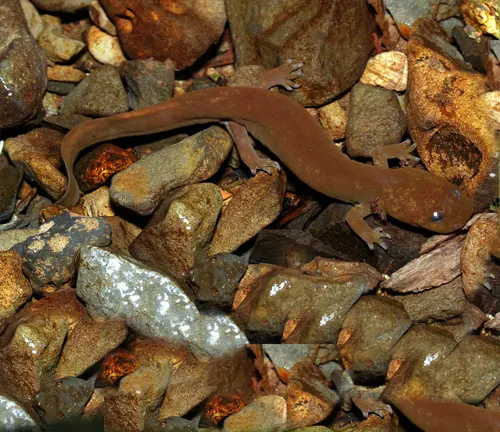 A slender Coastal Giant Salamander blending in with a background of multicolored river rocks.
