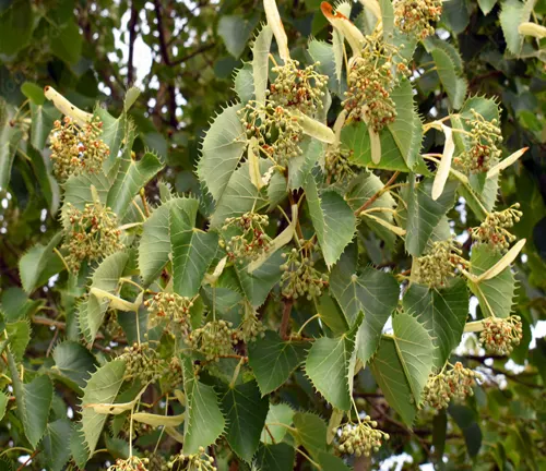 Cluster of linden tree flowers among green leaves, signaling early summer.