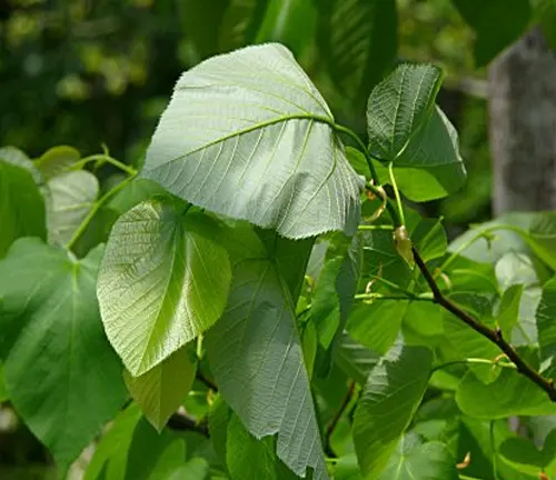 Close-up of green linden leaves with a soft-focus background