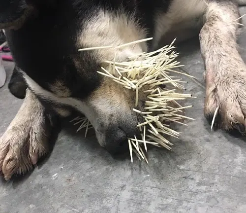 A dog happily chewing on a bunch of sticks, with the caption "Indian Porcupine" Interaction with Humans.
