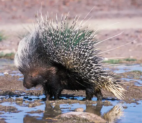 African Crested Porcupine
(Hystrix africaeaustralis)