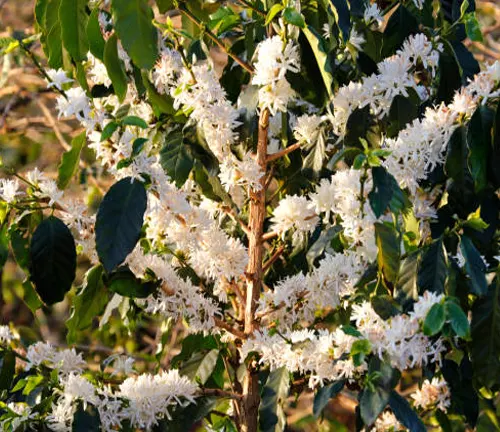 Dense clusters of white, star-shaped flowers amidst glossy green leaves in dappled sunlight