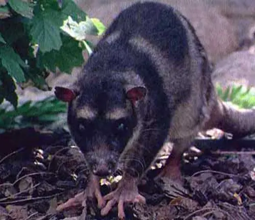 A small animal walking near plants, part of the life cycle of the "Water Opossum".