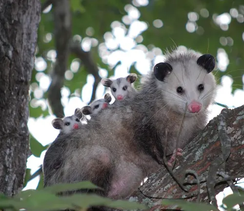 A family of Black-eared Opossums nestled in a tree, showcasing natural behavior and "Black-eared Opossum" Reproduction.