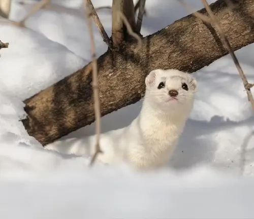 A white weasel peeking out from under a tree, showcasing "Least Weasel" Camouflage.