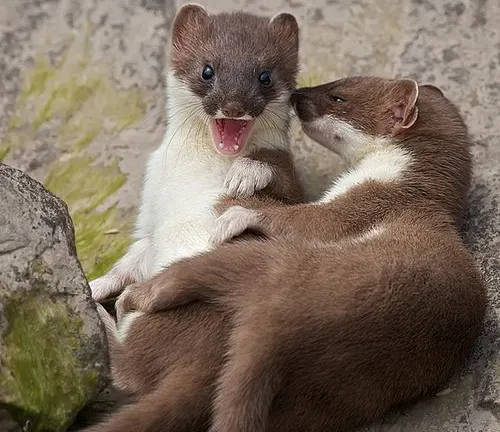 Two stoats frolicking on a rock.