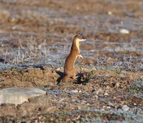 A Long-tailed Weasel standing on hind legs in dirt, highlighting habitat protection and restoration efforts.