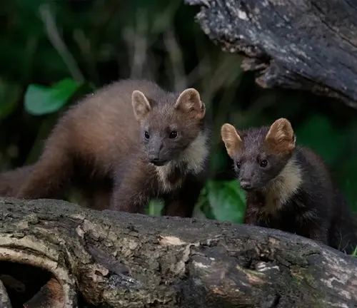 Two European Pine Martens standing on a log in the forest.