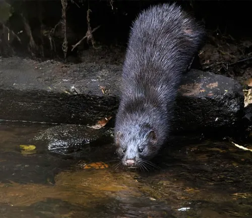 A nocturnal American Mink, a black weasel, gracefully walks across the water's surface.