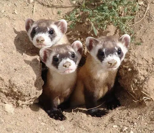 Three ferrets peeking out of burrows in their native habitat, showcasing different growth stages.