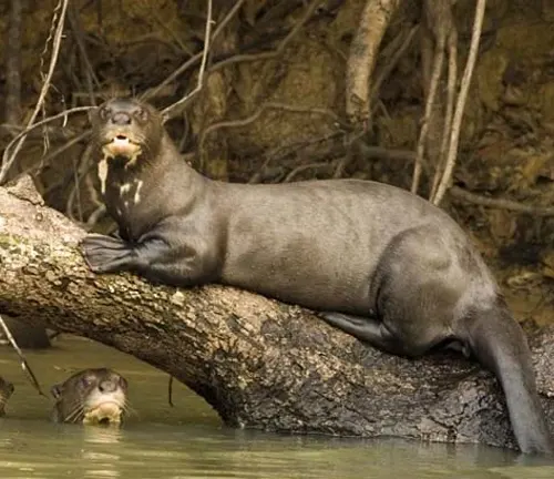 A Giant Otter swimming in a river, showing its sleek body and webbed feet.