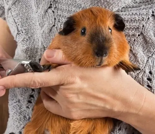 A woman holds a guinea pig while using a cell phone. Image from "American Guinea Pig" Grooming and Care.