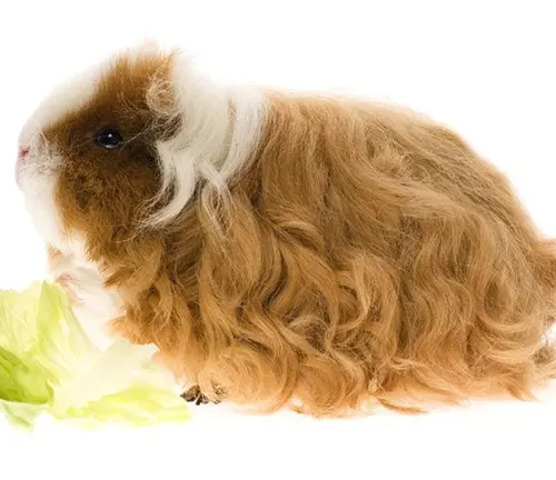 Long-haired Peruvian Guinea Pig sitting on green leaf, showcasing grooming needs.