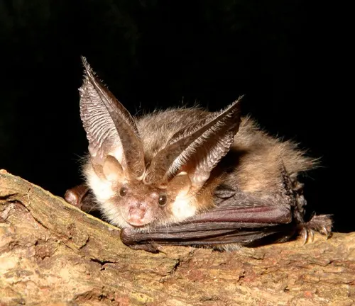 A Kitti's Hog-nosed bat with large ears perched on a branch, showcasing its unique behaviors.