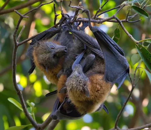 Three bats hanging from a tree branch during the "Flying Fox" Mating Season.