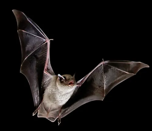 A big brown bat flying in the air with its wings spread.