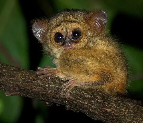 A Philippine Tarsier perched on a branch, eyes closed. Known for their small size, these primates have a long lifespan.